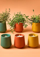 Rooted Candles